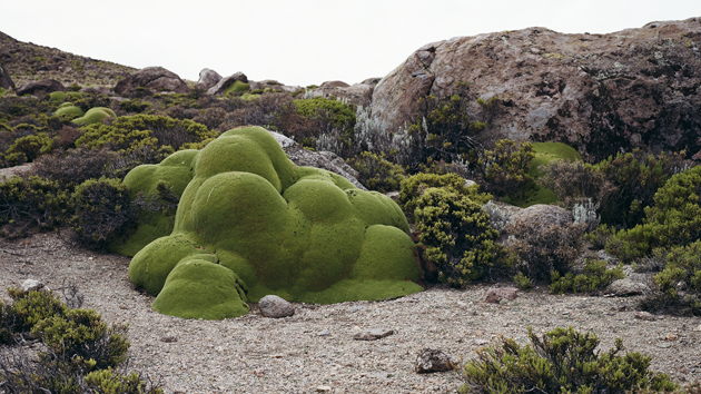 6-photos-of-the-oldest-living-things-in-the-world-mother-jones