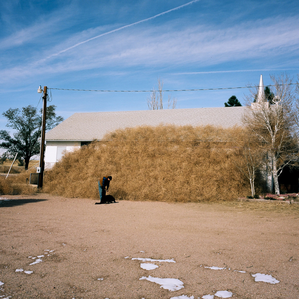 Tumbleweeds: The Truth Behind the Folklore