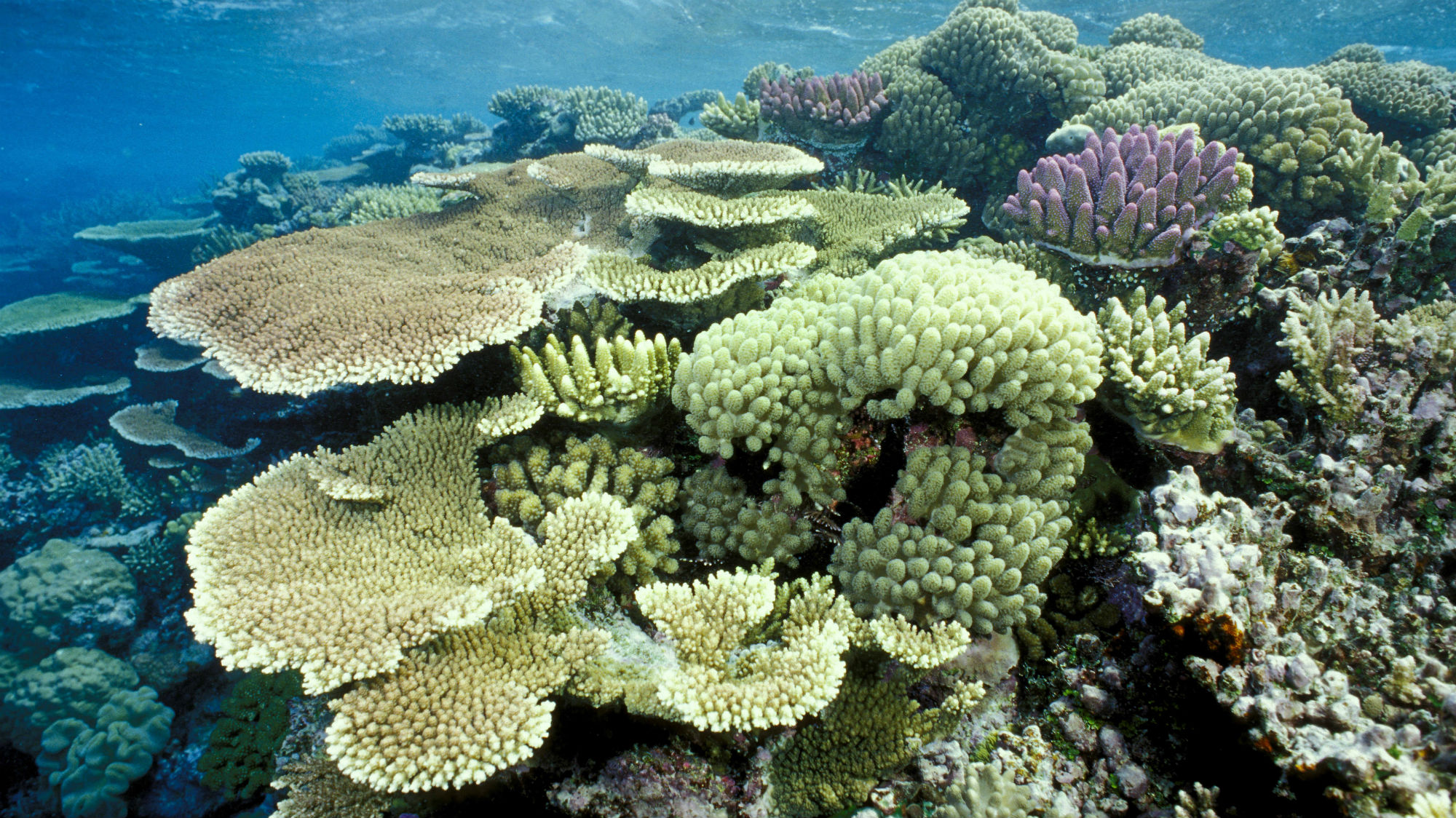 Коралловый риф протянувшийся вдоль восточной окраины материка. Атлантический океан коралловый риф. Амазонский коралловый риф. Коралловые рифы в Амазонке. Бразилия рифы.