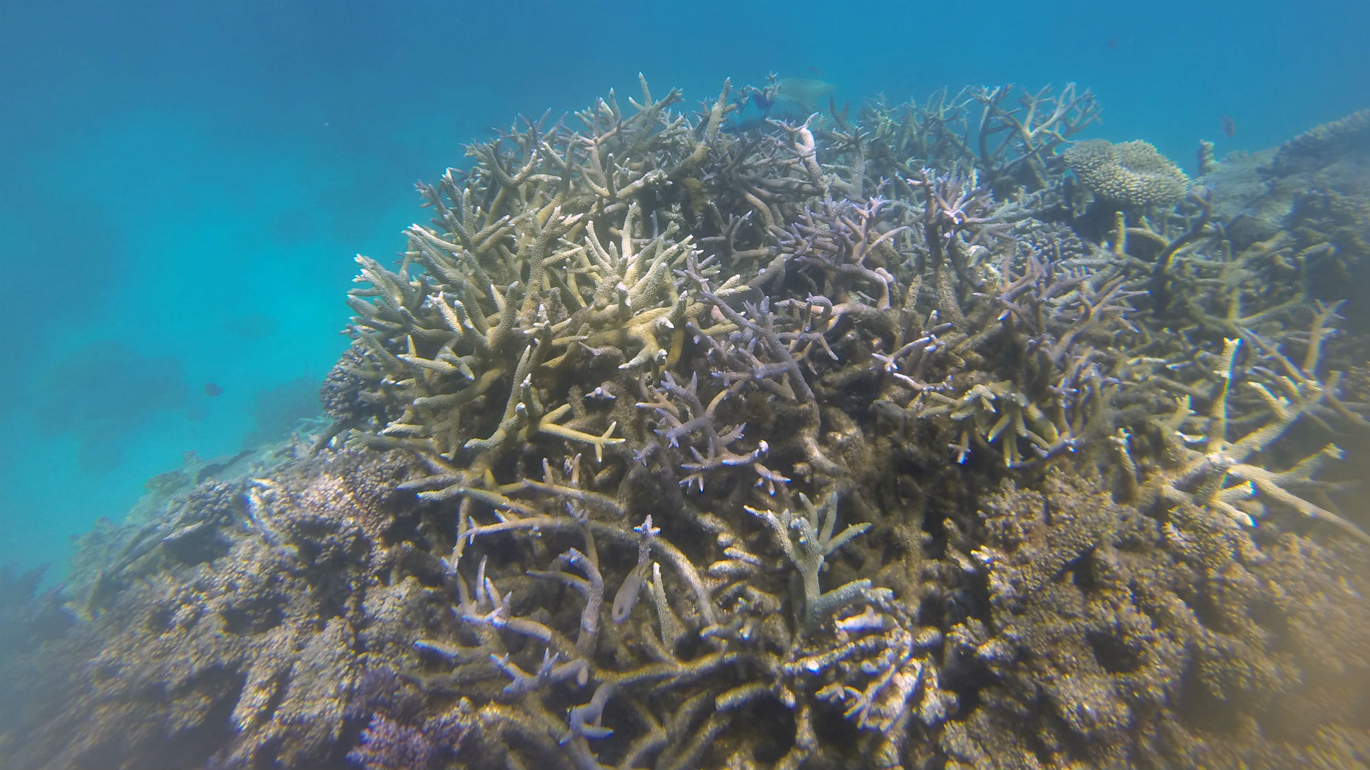 There May Be Just Enough Healthy Coral Left to Save the Great Barrier ...