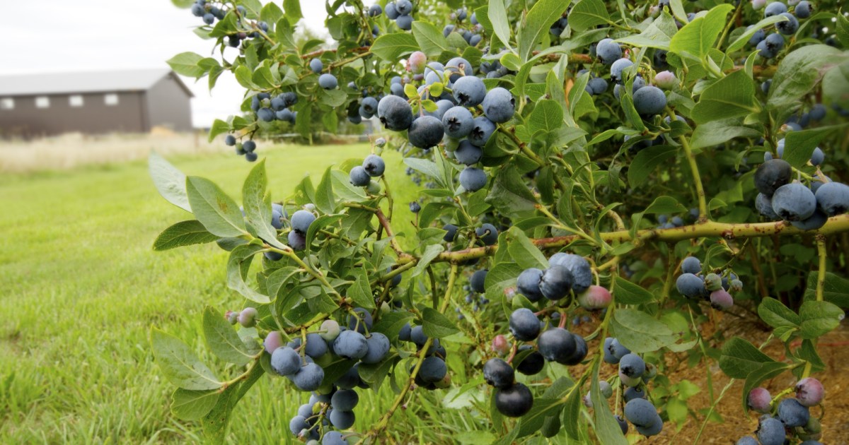 The Blueberry Files: Farmers' Market Partnership and New Ball