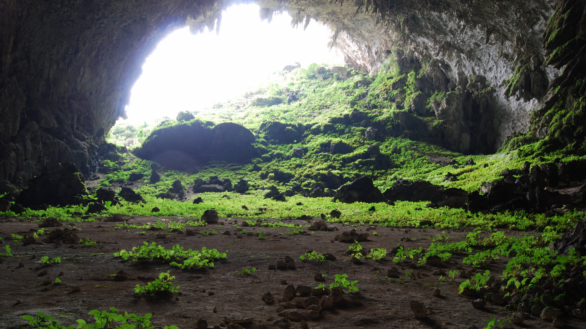 A Cave In China Is Filled With Exotic Plants That Shouldn T Be There   Feb 16 Cave 