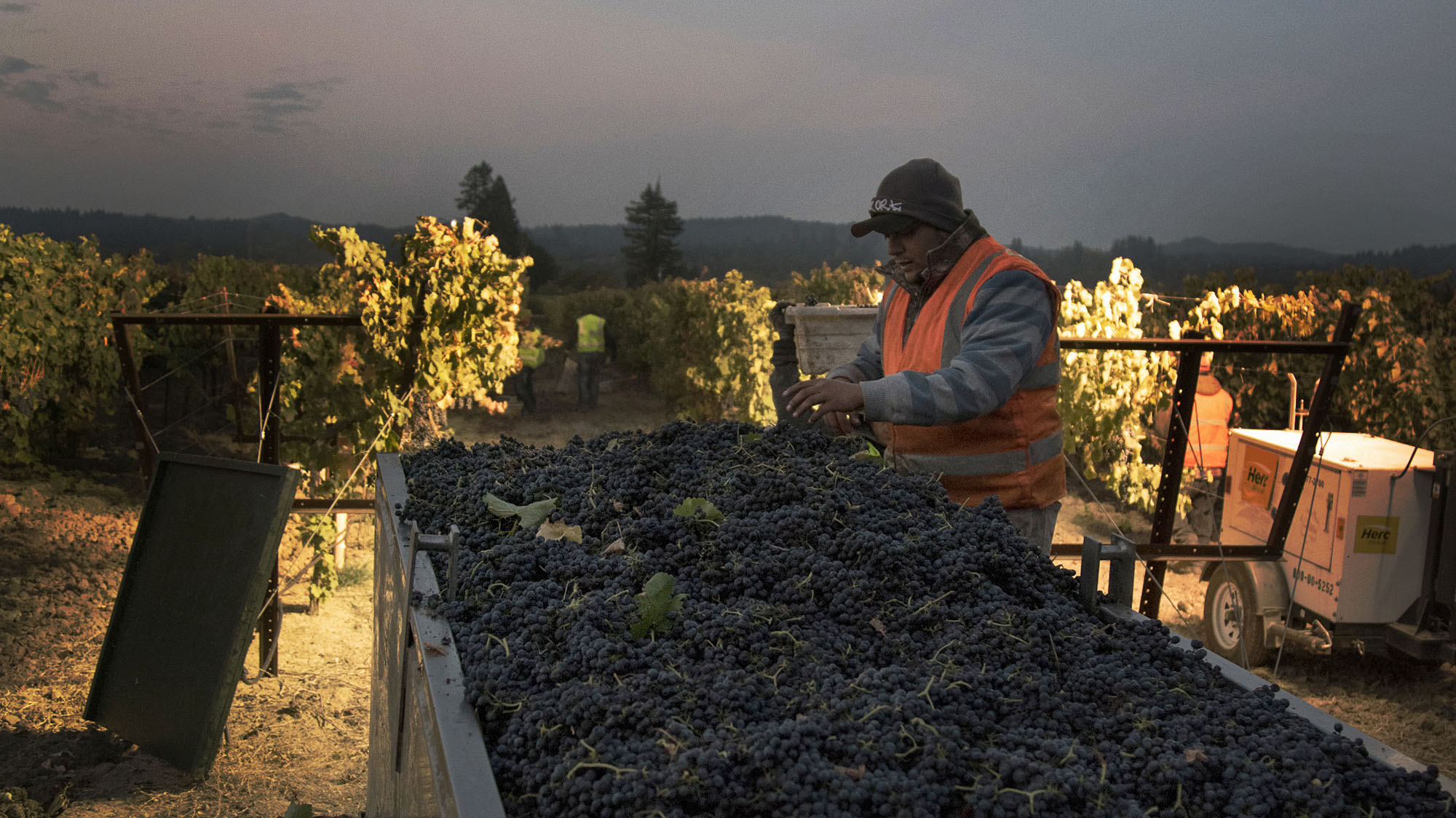 California’s Vineyard Workers Already Faced Long Hours, Low Pay, and