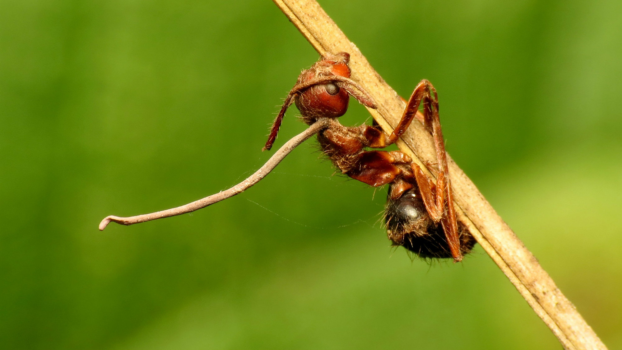 The Creepy Science Behind The Fungus That Turns Ants Into Zombies Mother Jones 