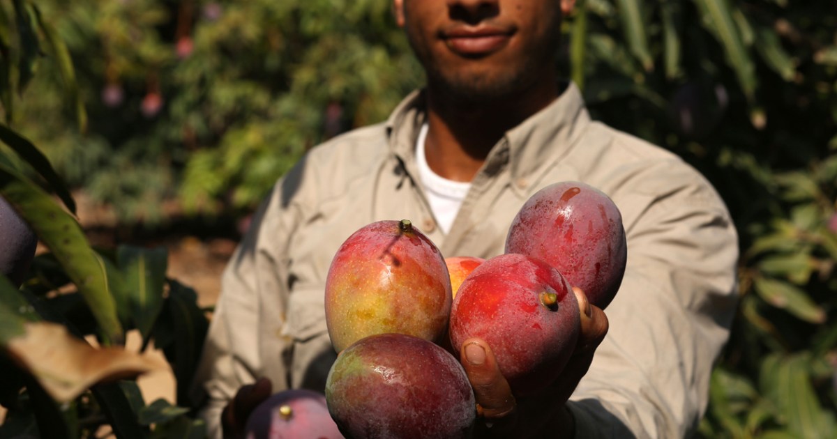 green mango blockchain