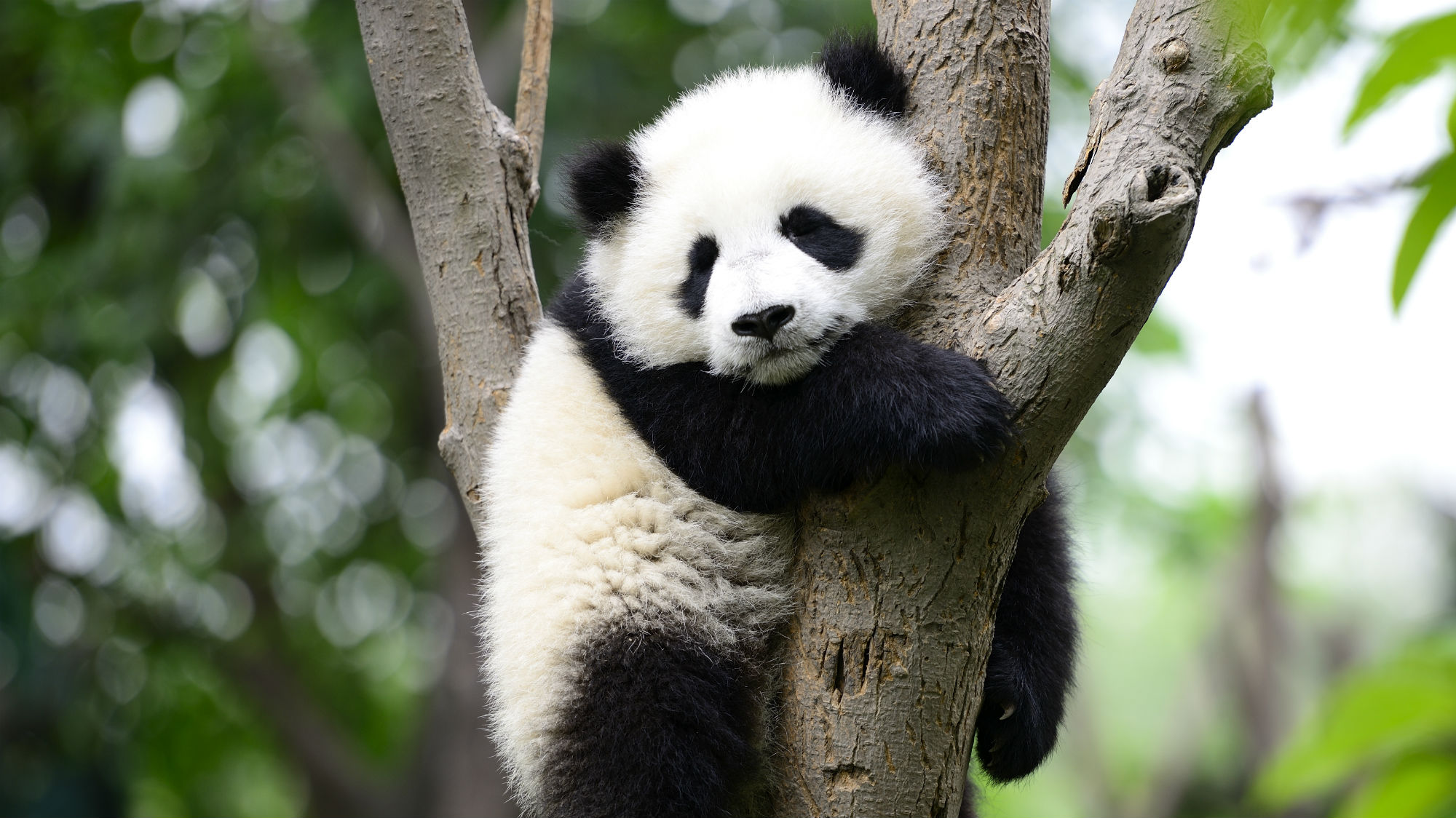 during-this-week-from-hell-enjoy-some-good-news-about-pandas-mother