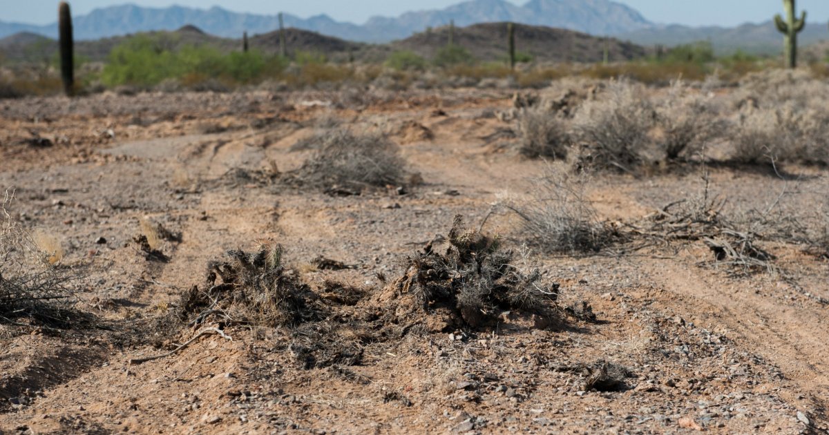 Climate Change Is Making It Harder to Revive Damaged Land – Mother Jones