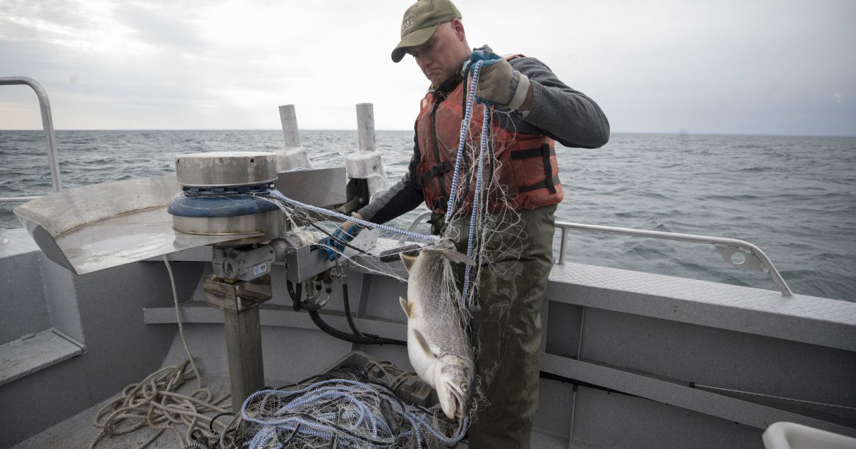 Fisheries reel in big catch from Gulf funds - The Business Report