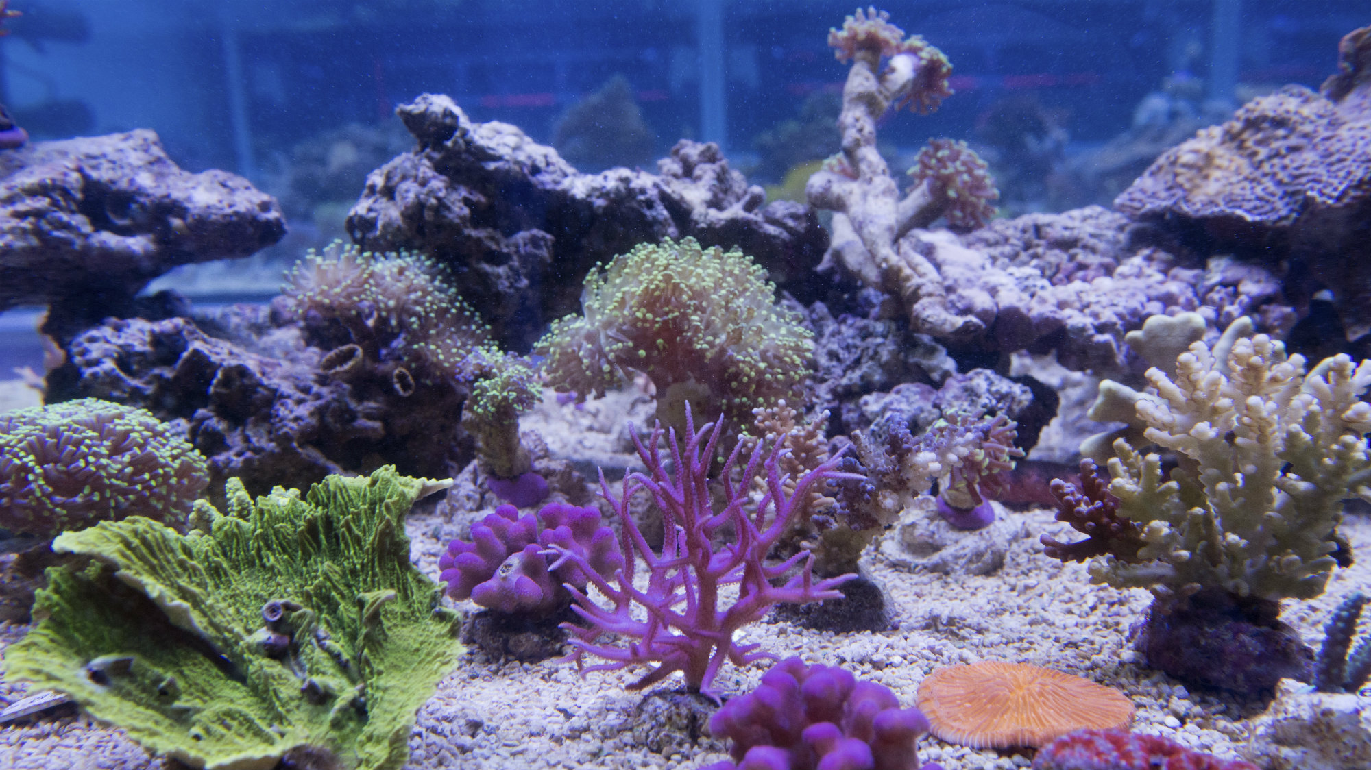 Scientists Discover Giant Deep Sea Coral Reef Off Atlantic Coast Mother Jones