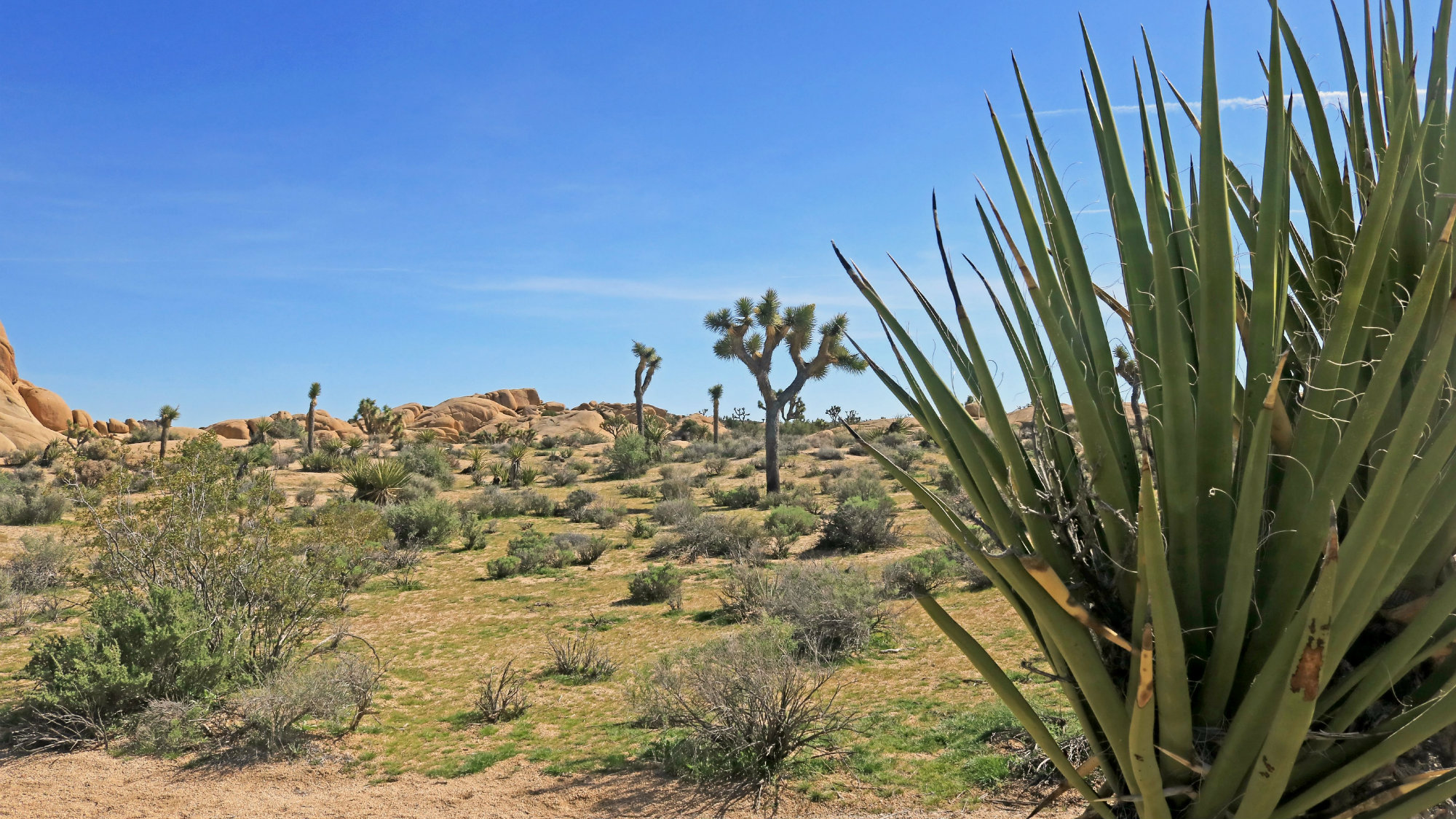 Climate Change Will Ravage US National Parks – Mother Jones