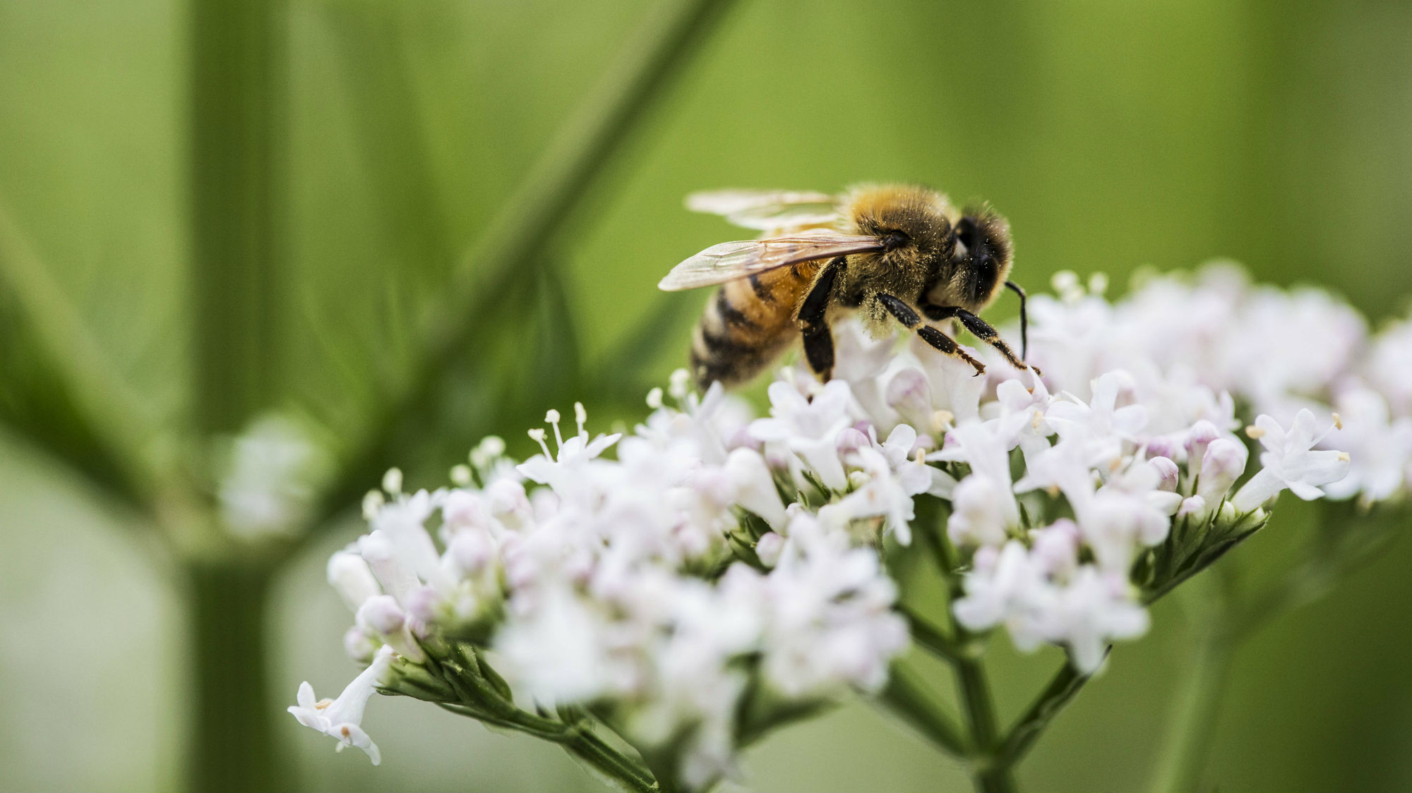 A New Study Shows How Mushrooms Could Save Bees. Yes, Mushrooms ...