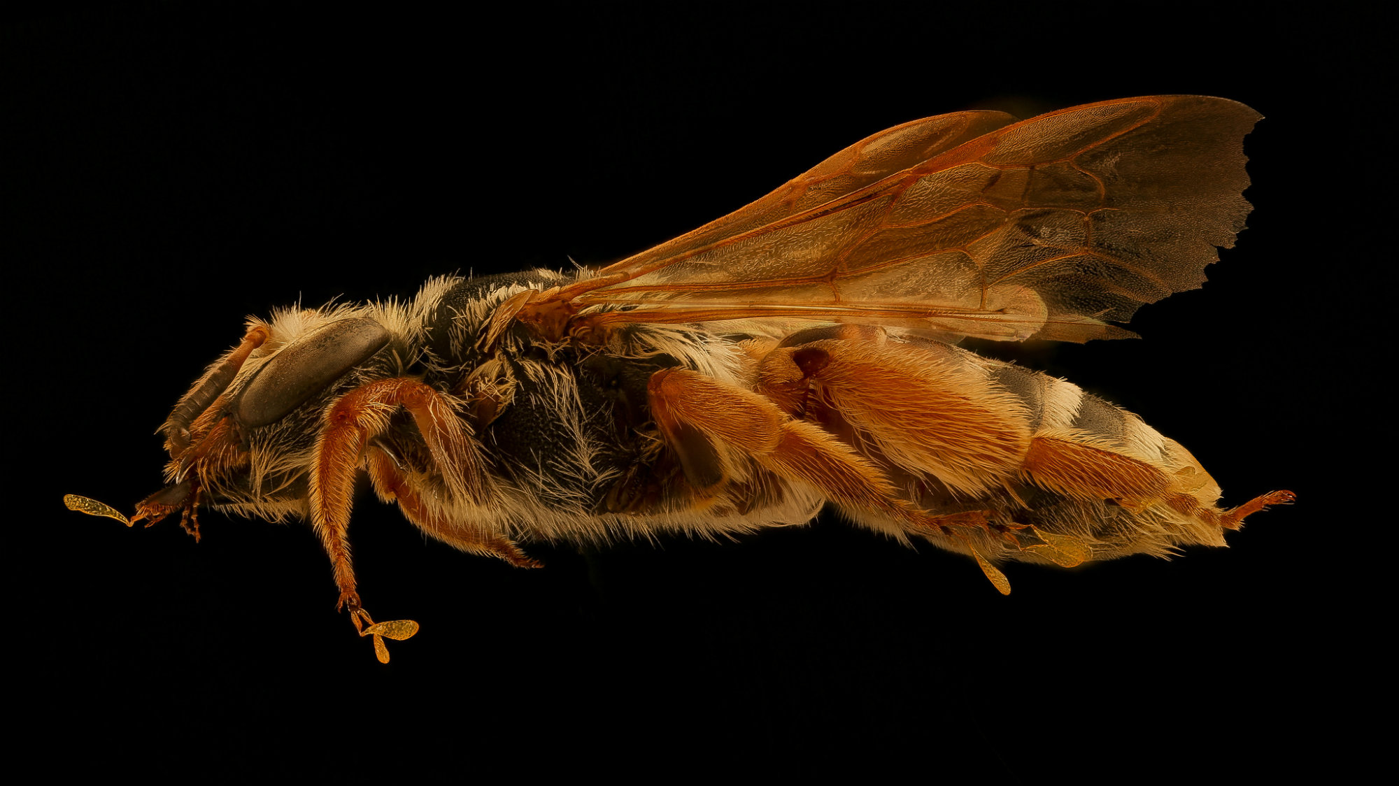 These Close-Up Glamour Shots of Bees Are Generating Lots of