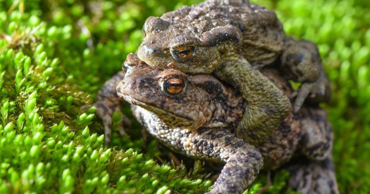 The Fungi Decimating Amphibians Is Worse Than We Thought – Mother Jones