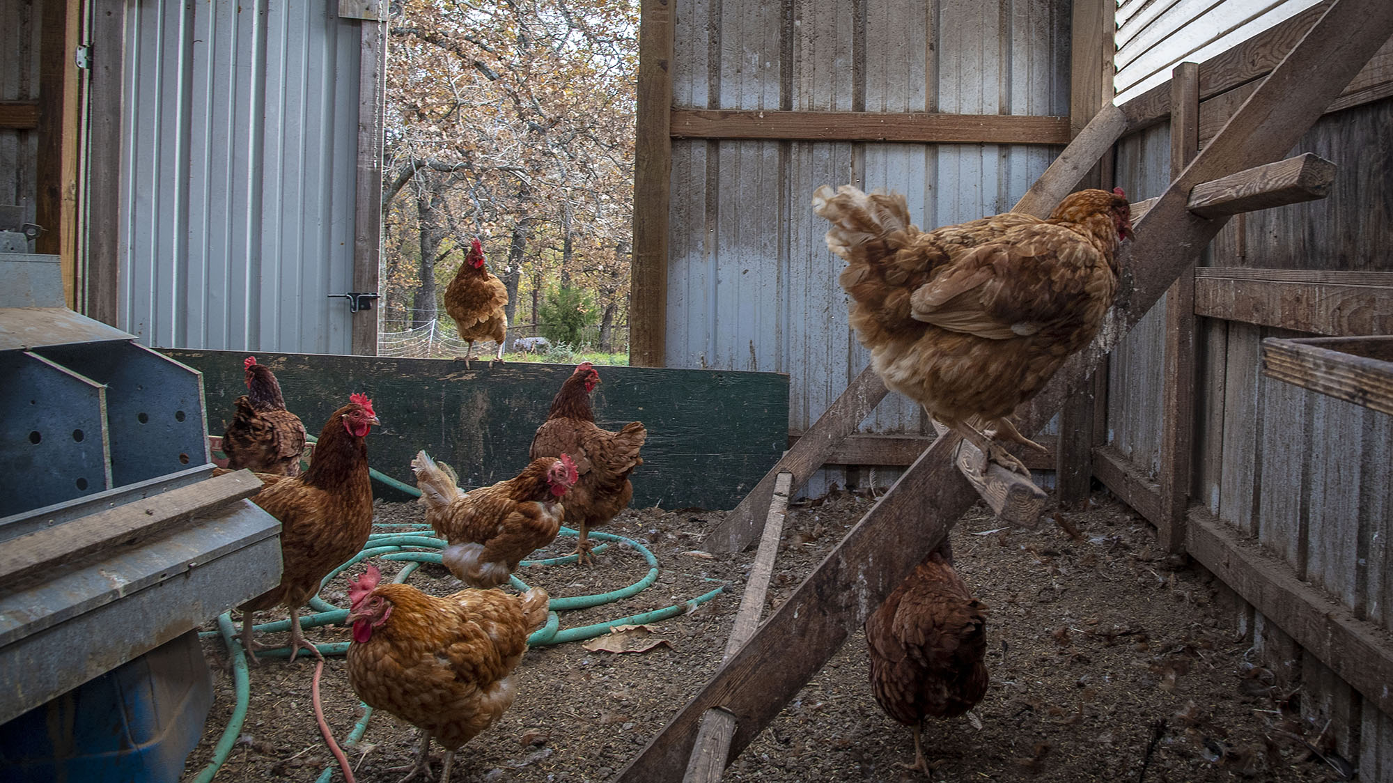 chicken-farmers-thought-trump-was-going-to-help-them-then-his