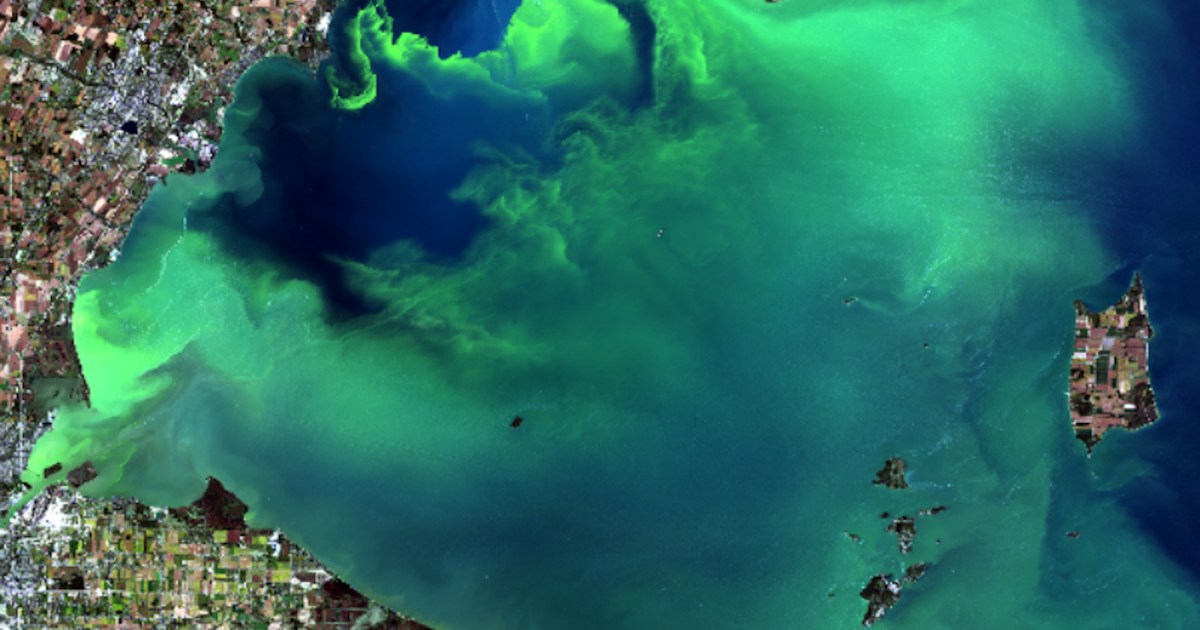 This Year’s Wild, Wet Spring Is Feeding Massive Blobs of Toxic Algae