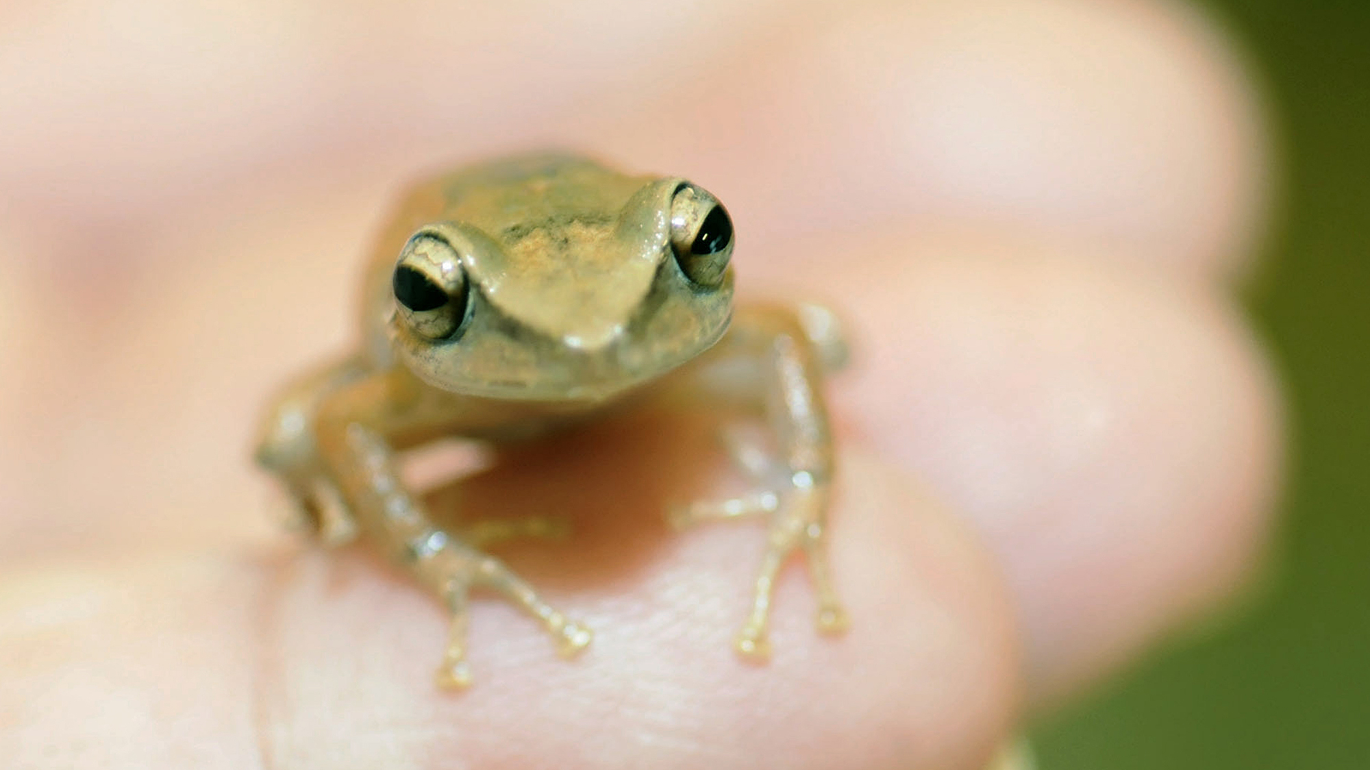 coqu-fossil-takes-title-of-oldest-caribbean-frog-pride-of-puerto-rico