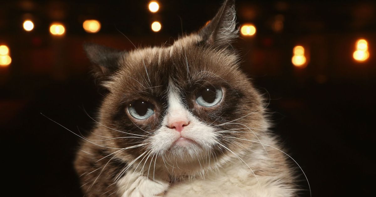 Grumpy Cat Died This Year The Internet Killed Her Long Ago Mother Jones - nope cat roblox