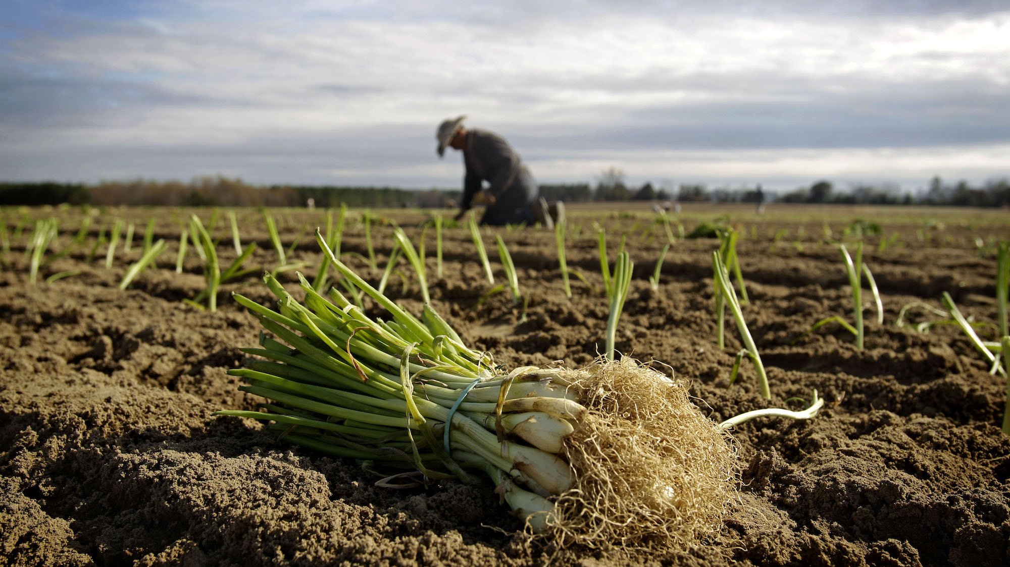 Trump’s USDA Chief Thinks Farm Workers Are Overpaid – Mother Jones