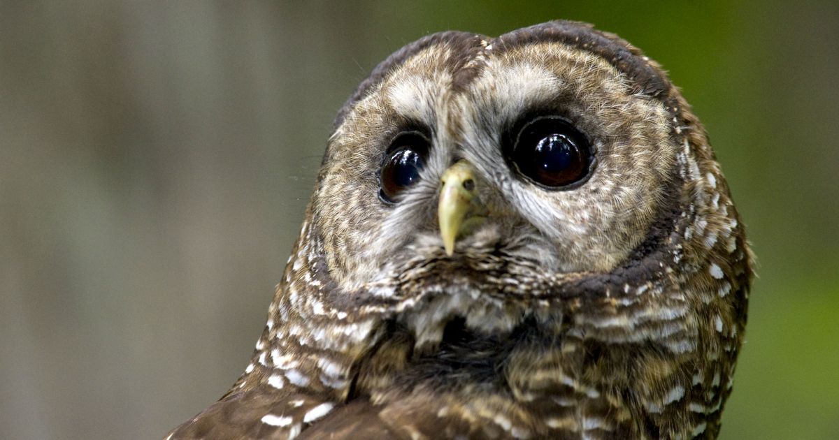 Owl north. Пятнистая Сова Strix occidentalis. Strix occidentalis caurina. Пёстрая неясыть с человеком. Spotted Owl.