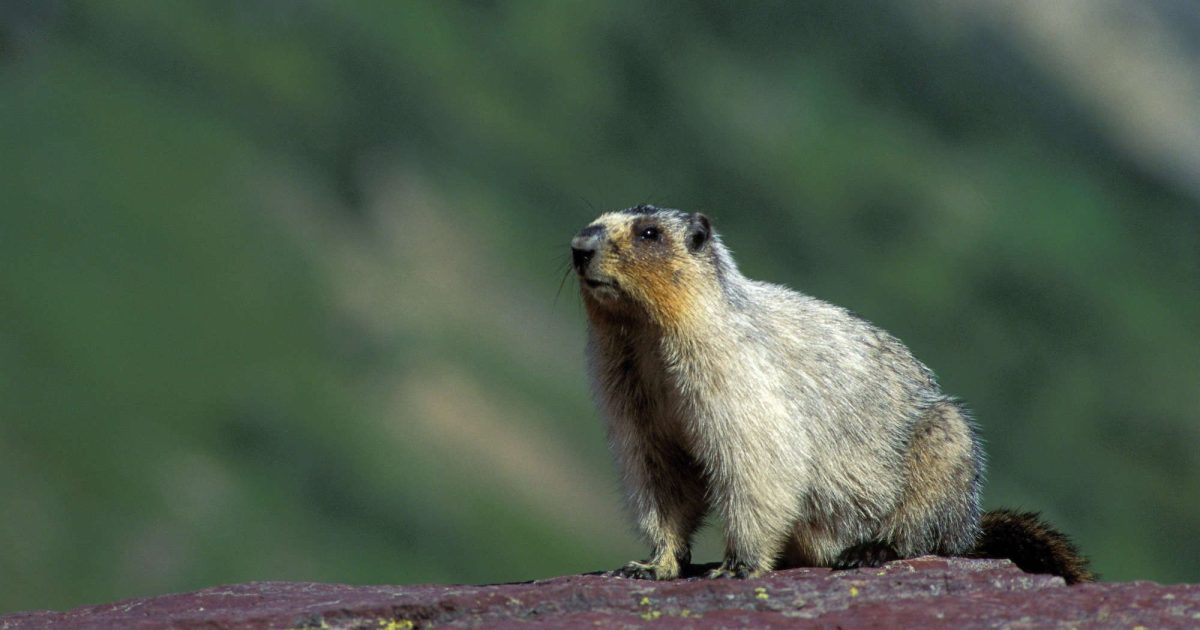 Good News Endangered Vancouver Island Marmots Are Making A Comeback Mother Jones