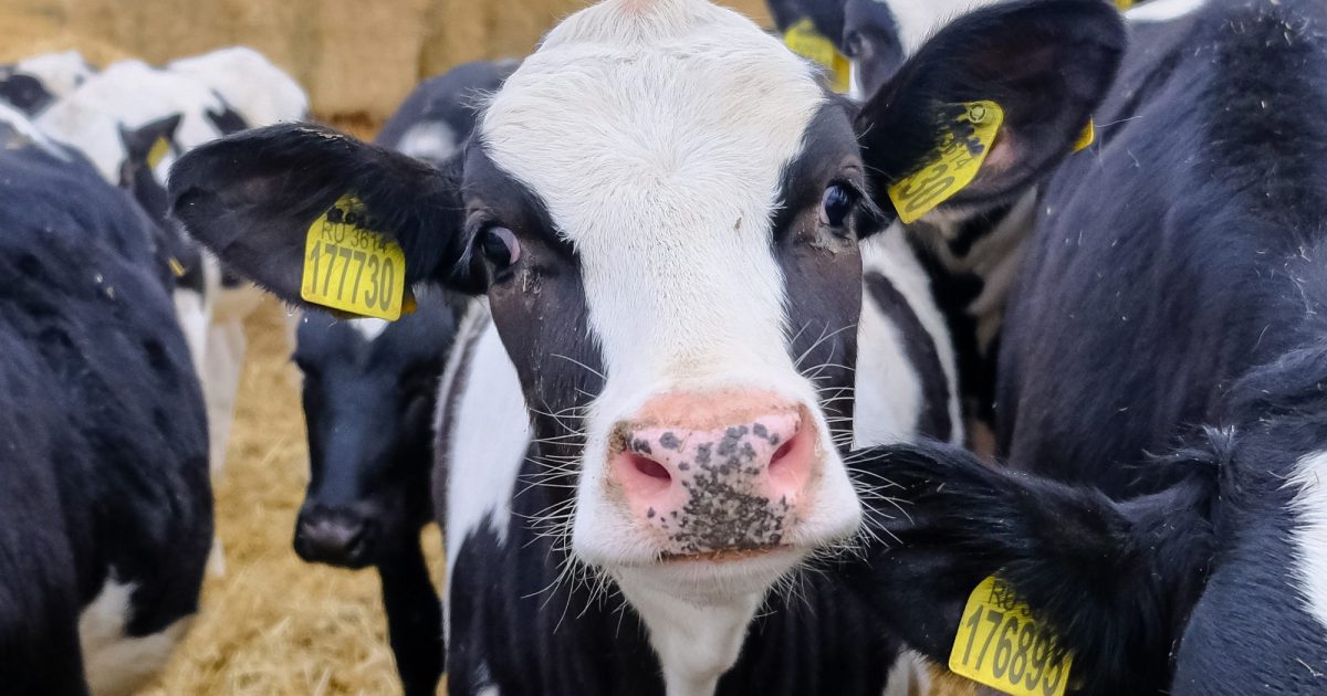 A Salty Solution for Methane-Belching Cows – Mother Jones