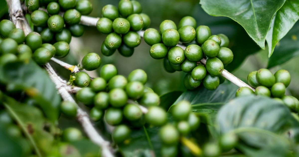 Sicilian Family’s Silver Lining Amid Climate Crisis: Homegrown Coffee ...