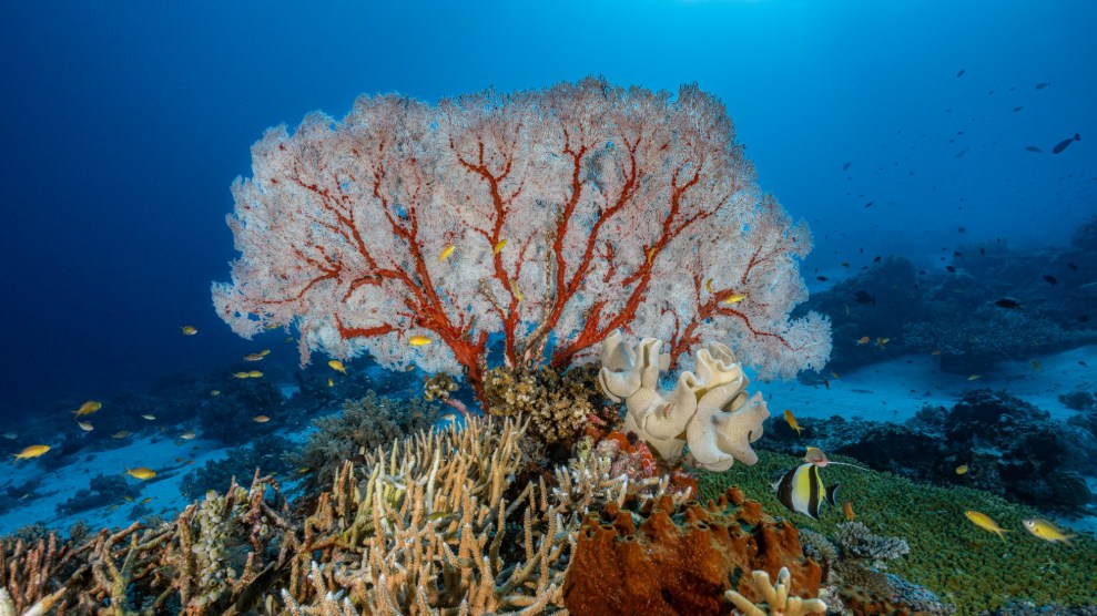 Like a Work of Art”: Pristine Coral Reef Discovered Off Tahiti