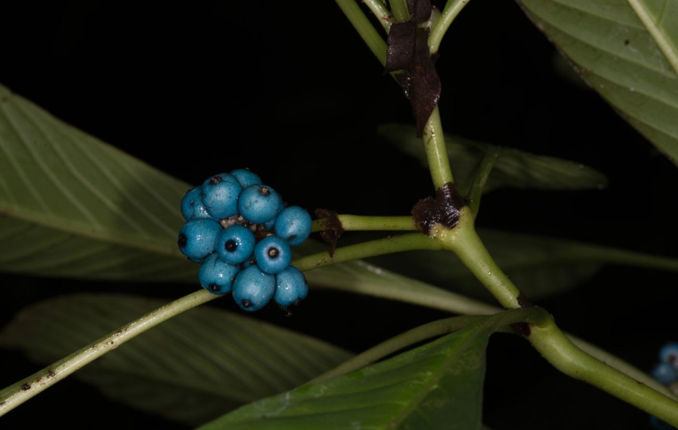 Plant Bikkia species