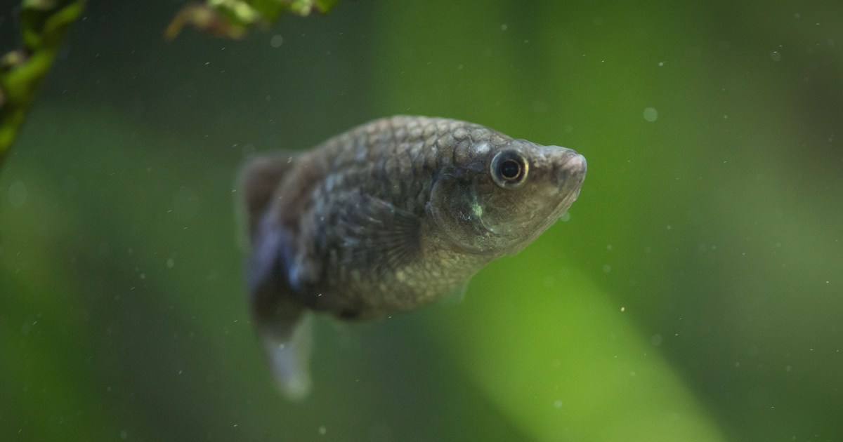 Inside the International Effort to Save One Tiny Mexican Fish