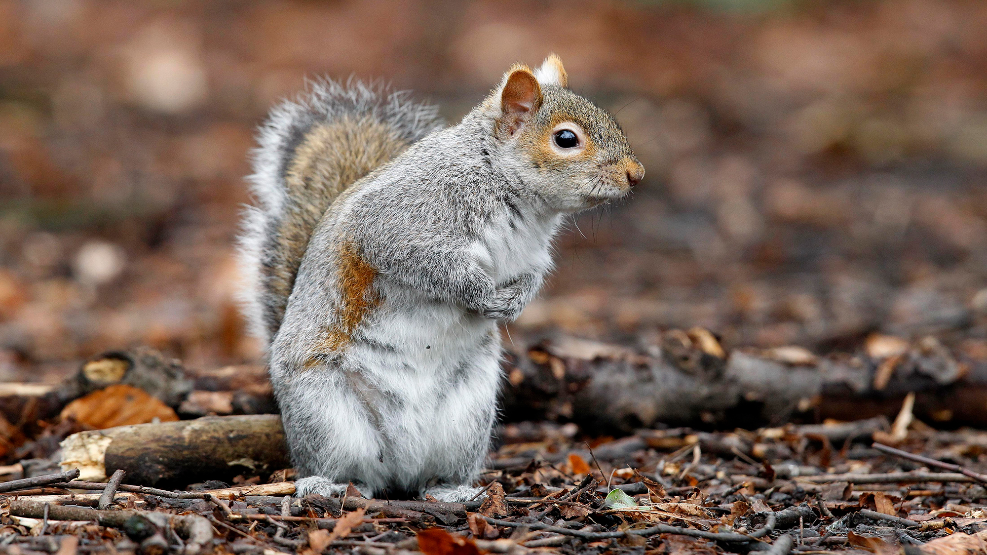 Rack of Squirrel, Anyone? These Chefs Are Serving Up Invasive