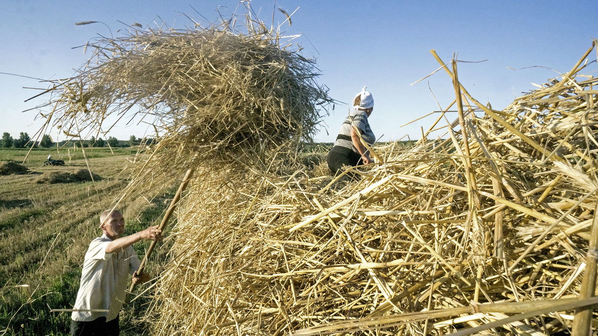 Ukraine Wheat Harvest As Export Estimate Raised For 2017-18 Season ...