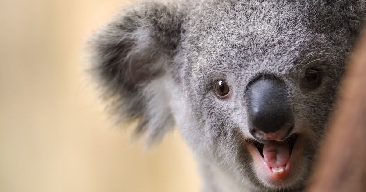 Australian Election Results: Revenge of the Barbecued Koalas