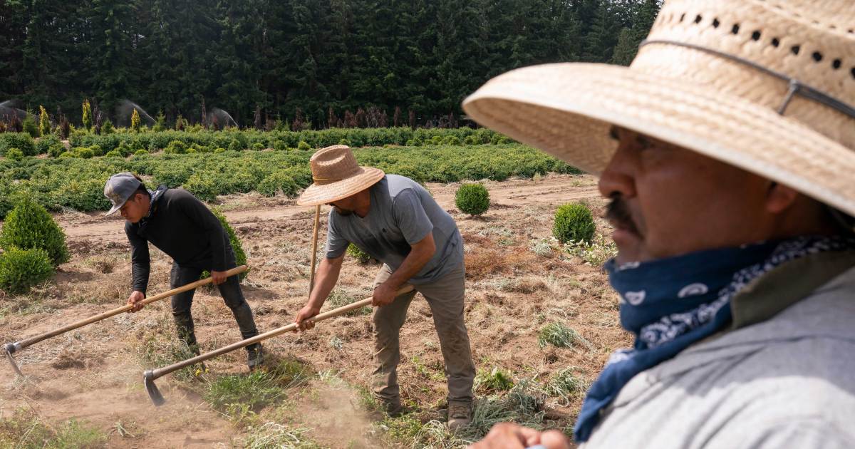 As Heat Rises, Who Will Protect Farmworkers? – Mother Jones