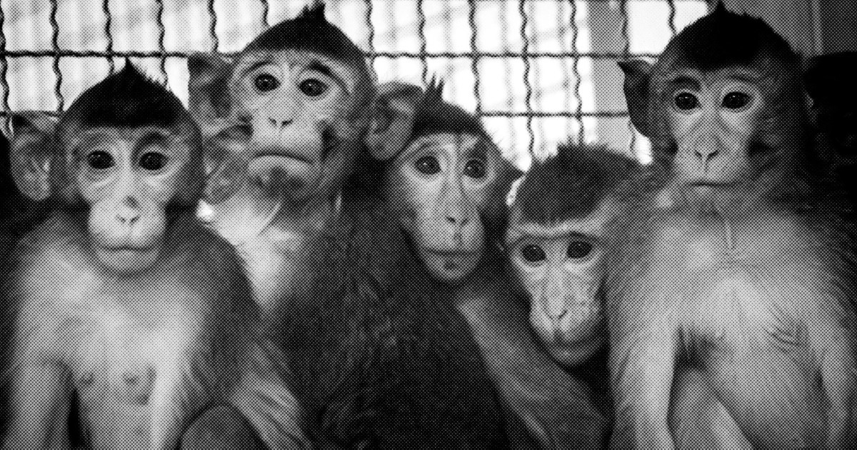 Princeton study suggests that monkeys, like humans, may have 'self