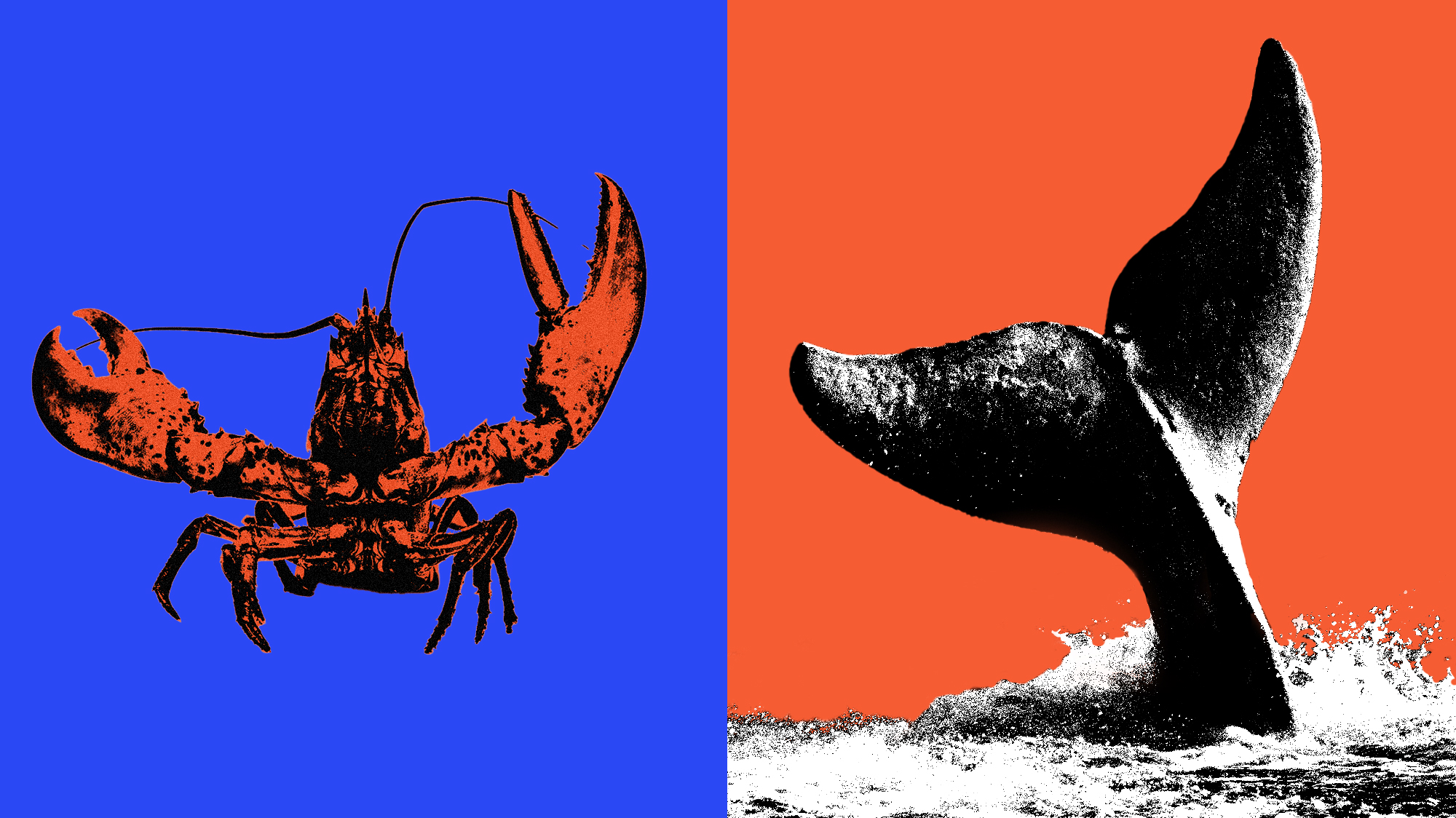 To Save Whales, Should We Stop Eating Lobster? – Mother Jones