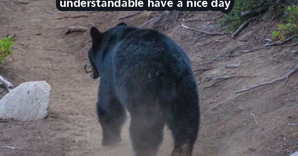 funny black bear meme