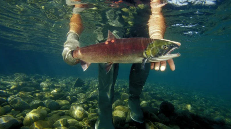 Alaskan fishing boats are poaching threatened Canadian salmon