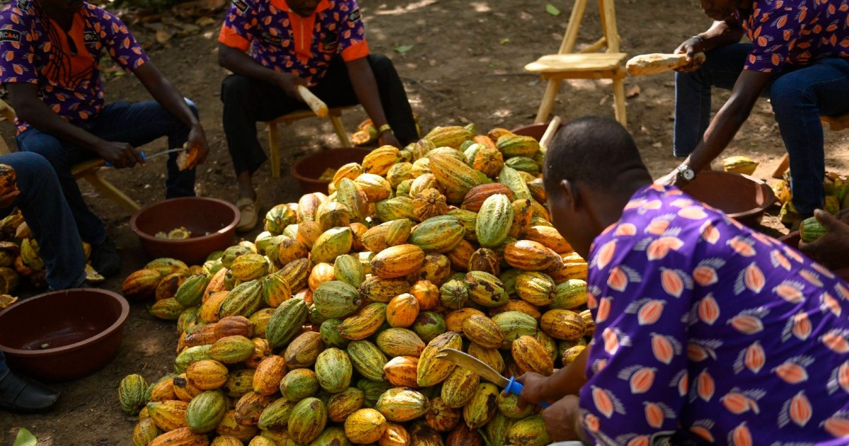 The Looming Chocolate Meltdown: Global Cacao Shortage Sparks Price Surge and Shrinking Bars