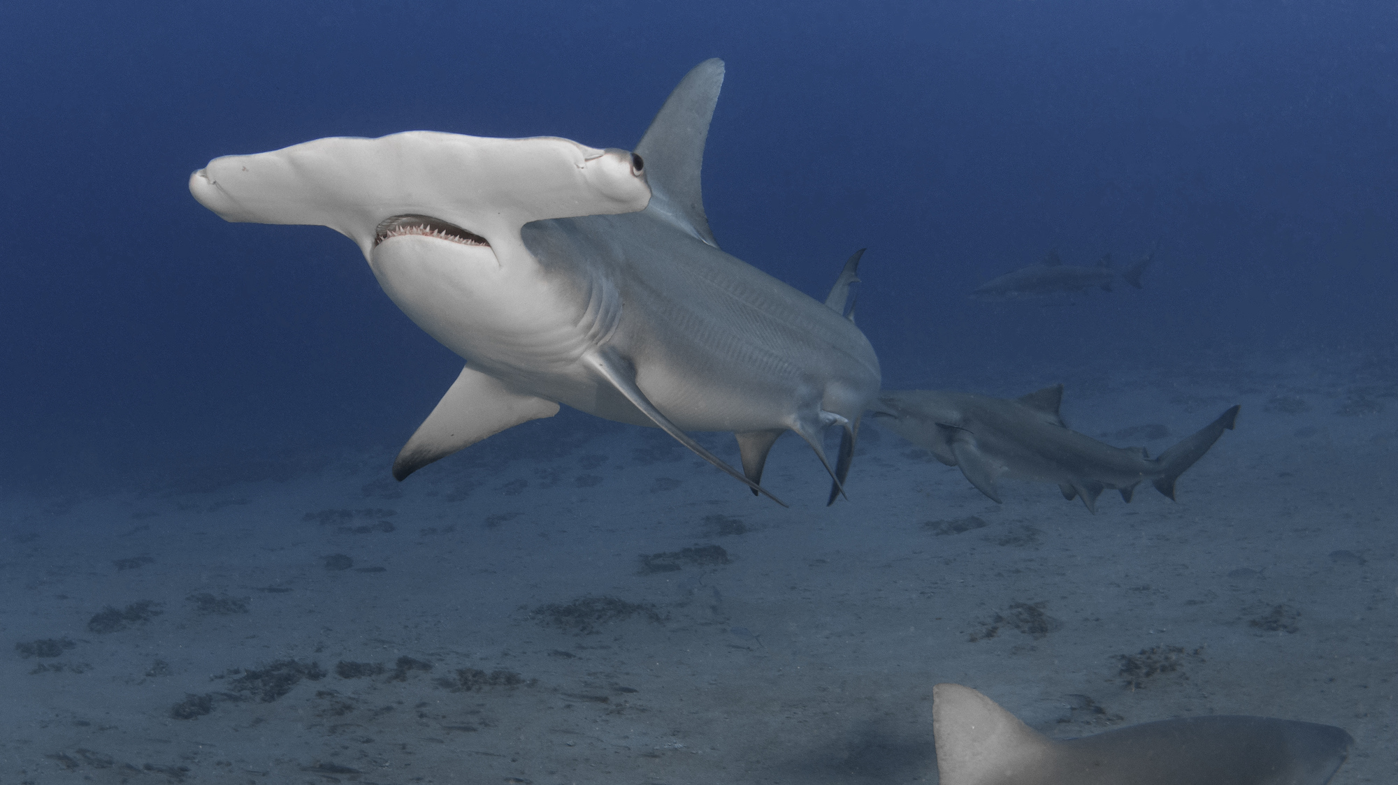 Hammerheads Sharks Are Back in the Caribbean: I Could Not Believe It