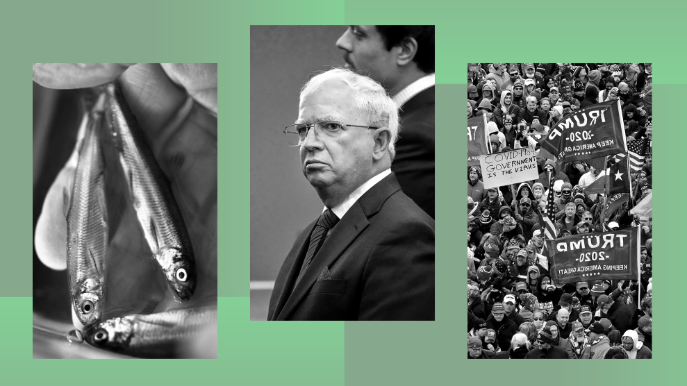 A composite image with three black-and-white photos against a green gradient background. The left photo shows a close-up of a hand holding three small fish. The center photo features John Eastman, wearing a suit, looking serious. The right photo depicts a large crowd of people at a rally, holding 'Trump 2020' signs and other protest signs.