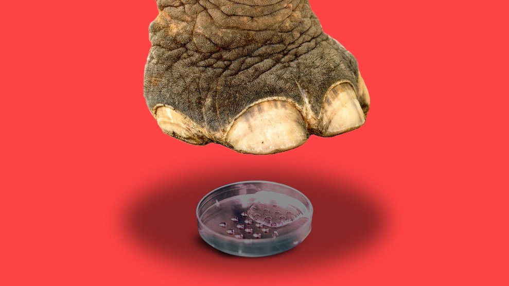 The foot of an elephant is poised to crush a petri dish used for IVF.