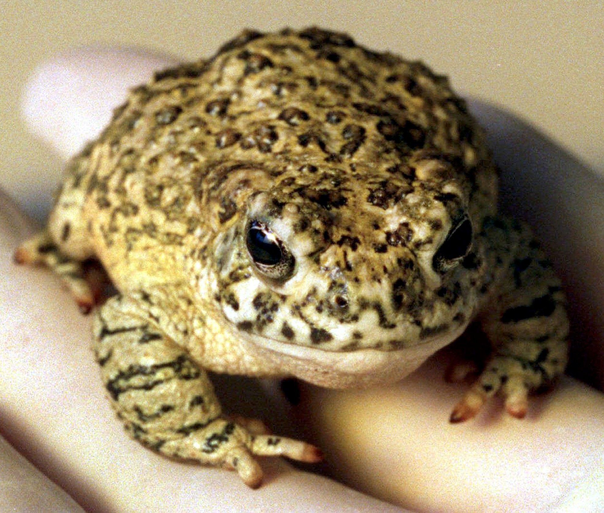 A yellow and black speckled toad