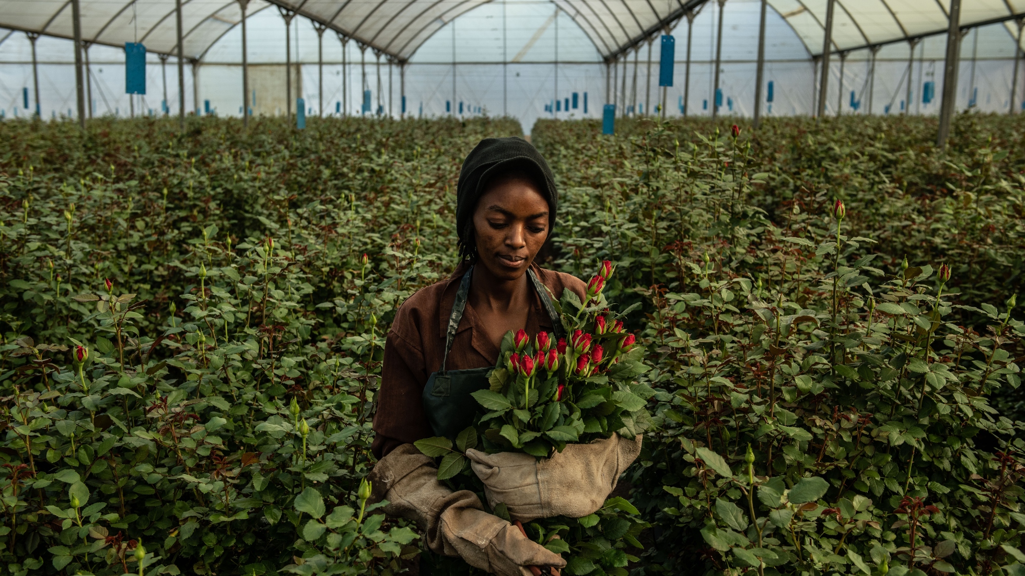 A woman picks flowers in a greenhouse in Kenya.