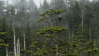 A bald eagle perches in a forest, with mist surrounding it.