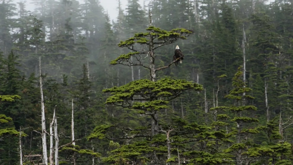 A bald eagle perches in a forest, with mist surrounding it.