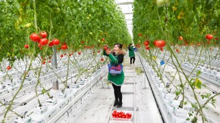 A woman picks tomatoes in a greenhouse in China