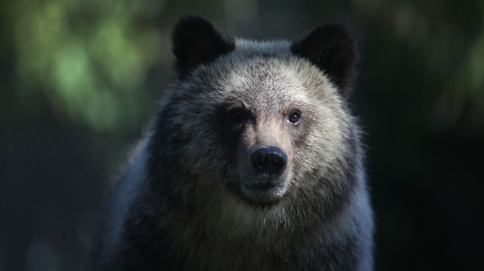 Grizzly-bear-cub