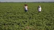 Two migrant workers stand in a field in Arkansas