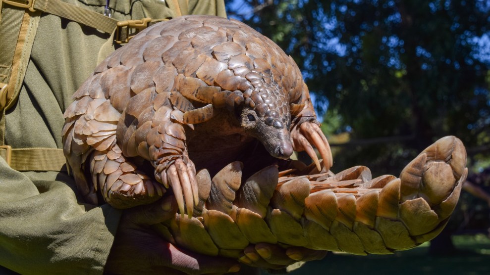 A caretaker holds a Pangolin at a rehab center in Zimbabwe.