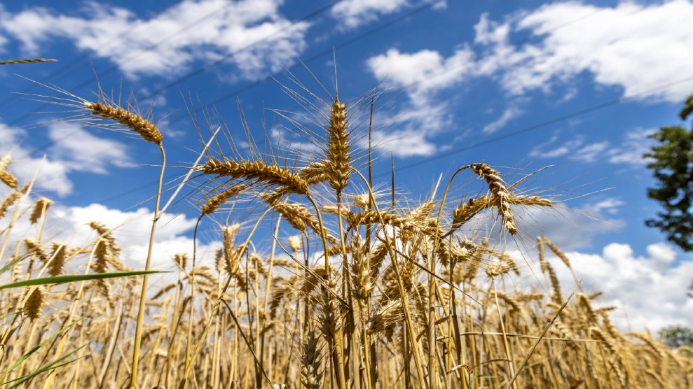 Wheat in a field with a blue sky backdrop